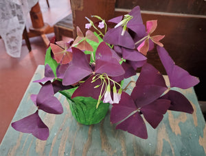 Shamrock Plants