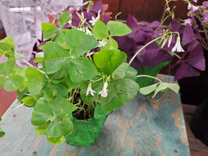 Shamrock Plants