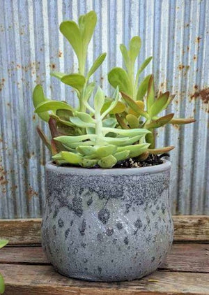 Mixed Succulents in Small Ceramic Container