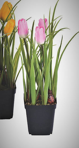 Tulips, Potted Bulb
