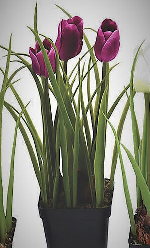 Tulips, Potted Bulb