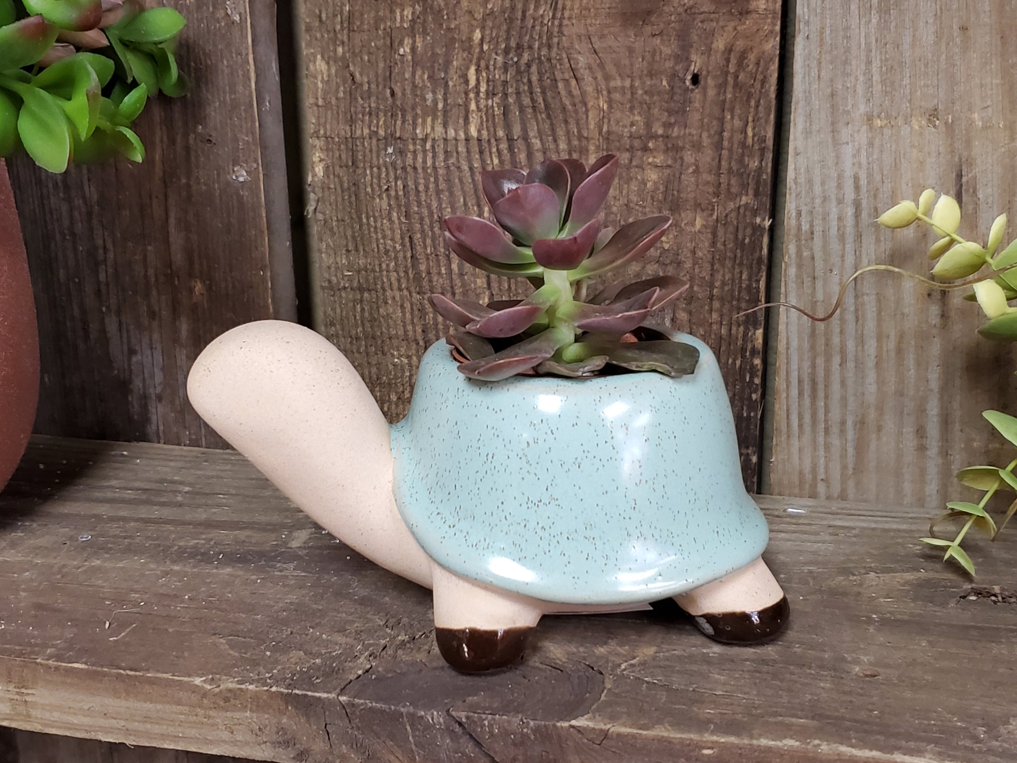 turtle succulent planter Turtle Ceramic Pot with Succulent
