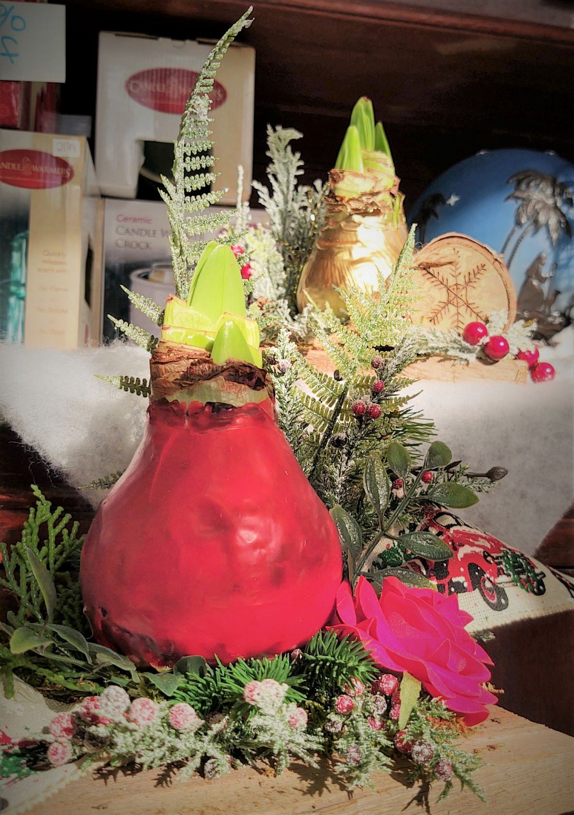 Amaryllis, Waterless