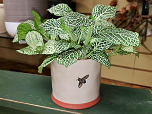 Bee Planter with Plant