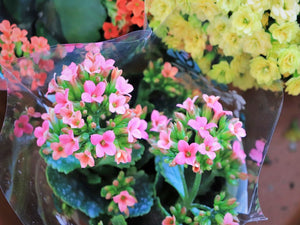Blooming Plant, Florist's Choice