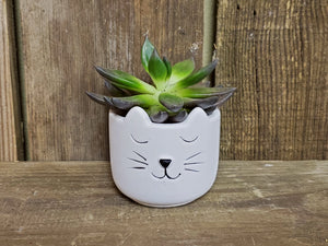 Small Cat Ceramic Pot with Succulent