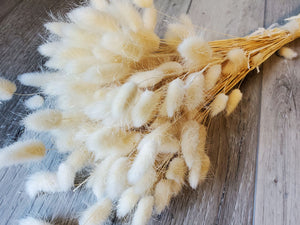 Dried Bunny Tails Grass - Hare's Tail