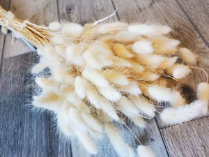 Dried Bunny Tails Grass - Hare's Tail