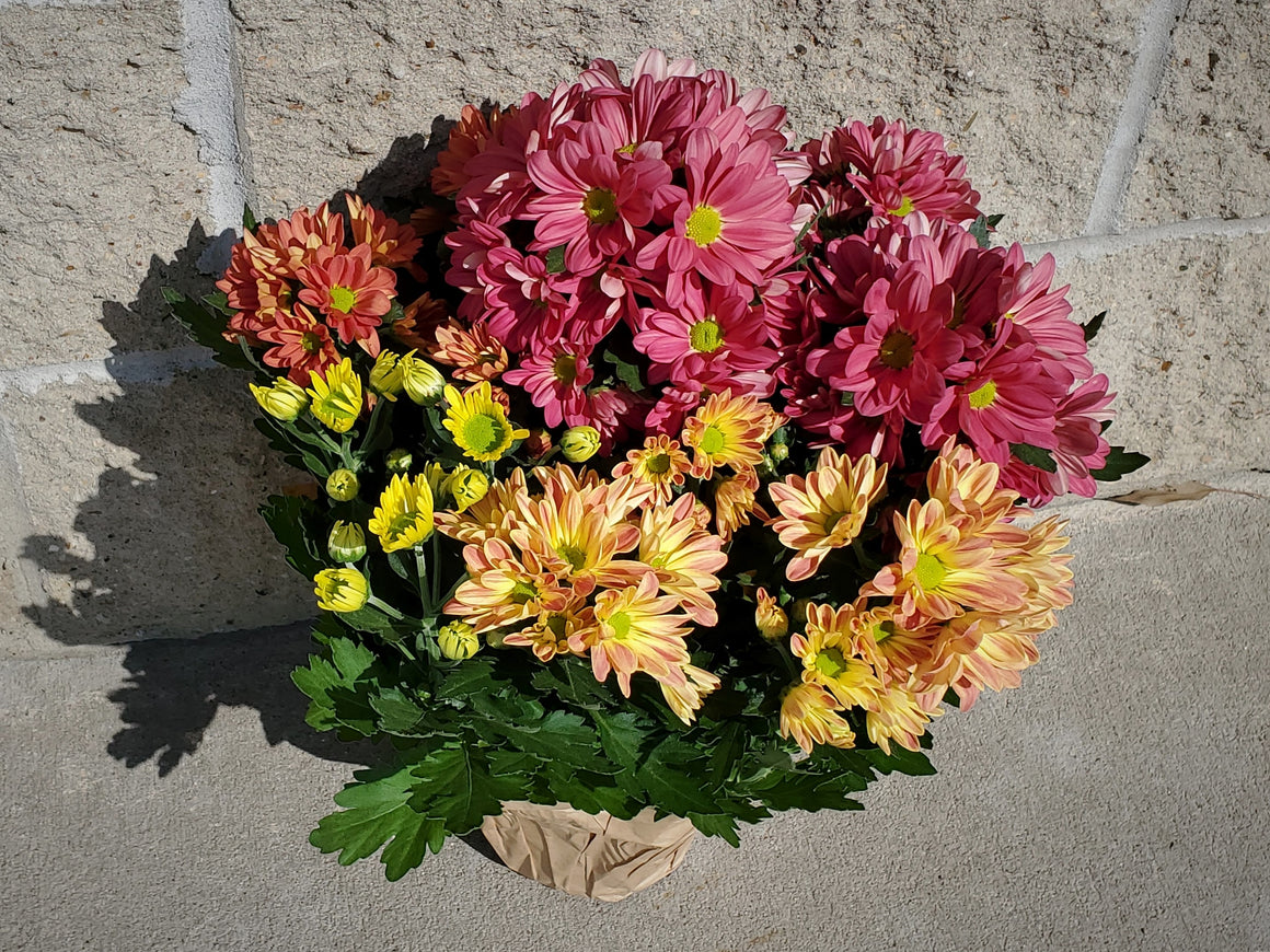 Fall Florist Mum Plant