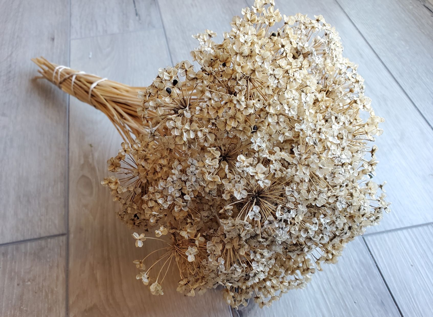 Dried Babys Breath (Dried Gypsophila) Natural Brown Color