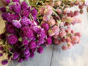 Dried Globe Amaranth (Gomphrena)