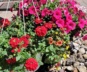 Hanging Flower Basket