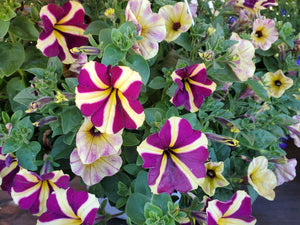 Hanging Flower Basket