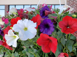 Hanging Flower Basket