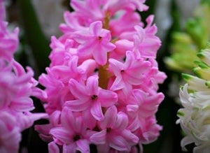 Hyacinth, Potted Bulb