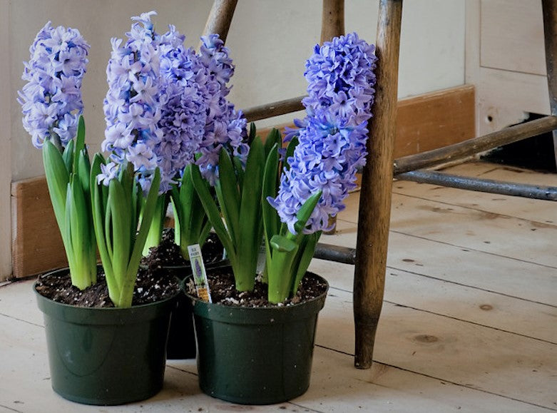 Hyacinth, Potted Bulb