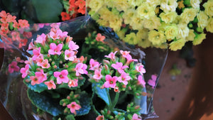 Kalanchoe