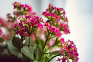 Kalanchoe