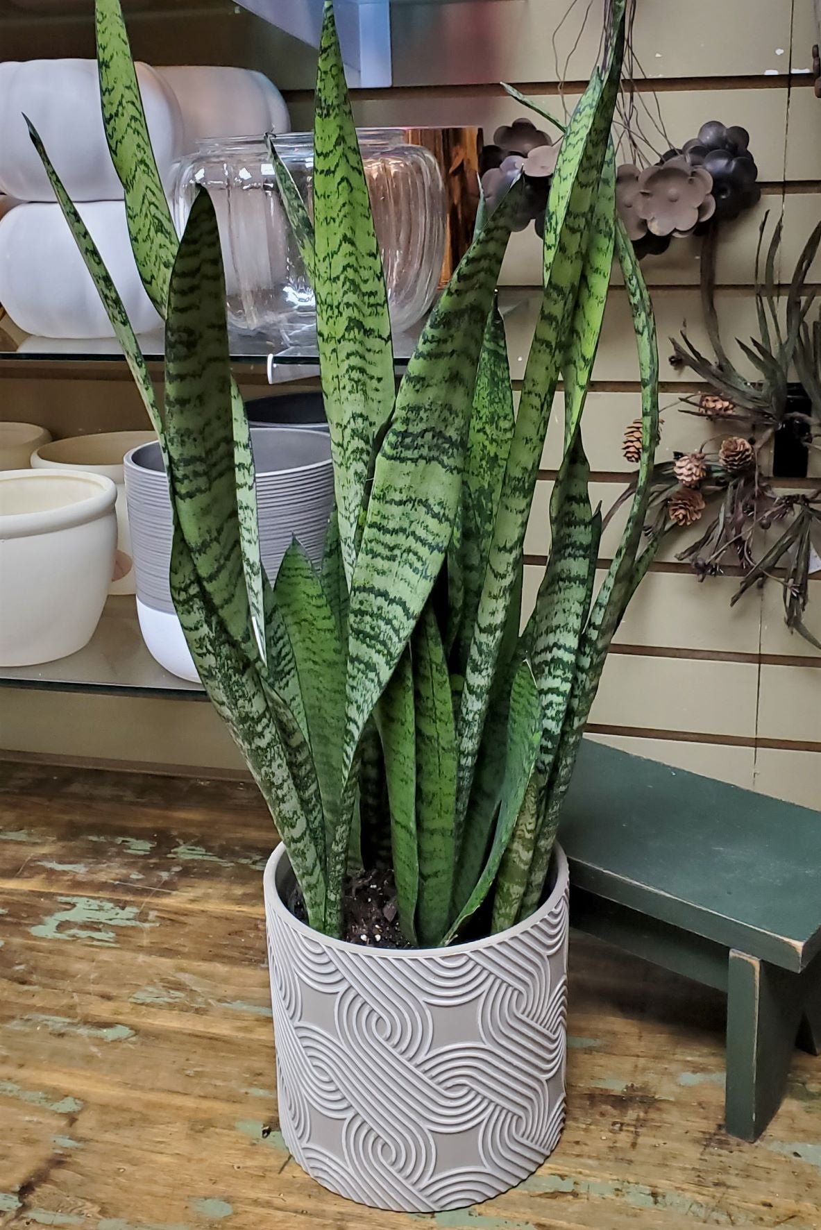 snake plant and mother in law's tongue Mother-in-Laws Tongue, Snake Plant