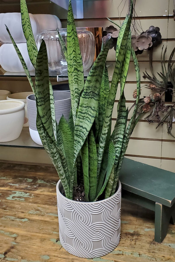 mother-in-law's tongue indoor plant benefits Mother-in-Laws Tongue, Snake Plant
