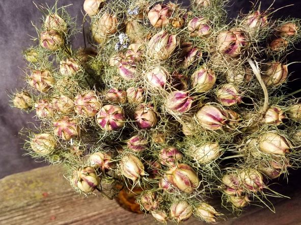 Dried Love-in-a-Mist, Dried Nigella Flowers