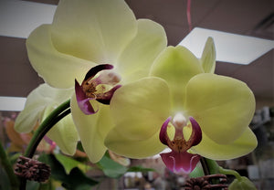 Orchid Plant