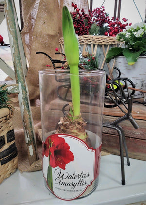 Amaryllis, Waterless