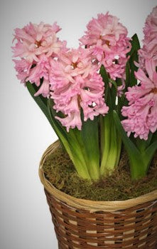 Hyacinth, Potted Bulb