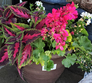 Spring Flower Patio Planter, Florist's Choice