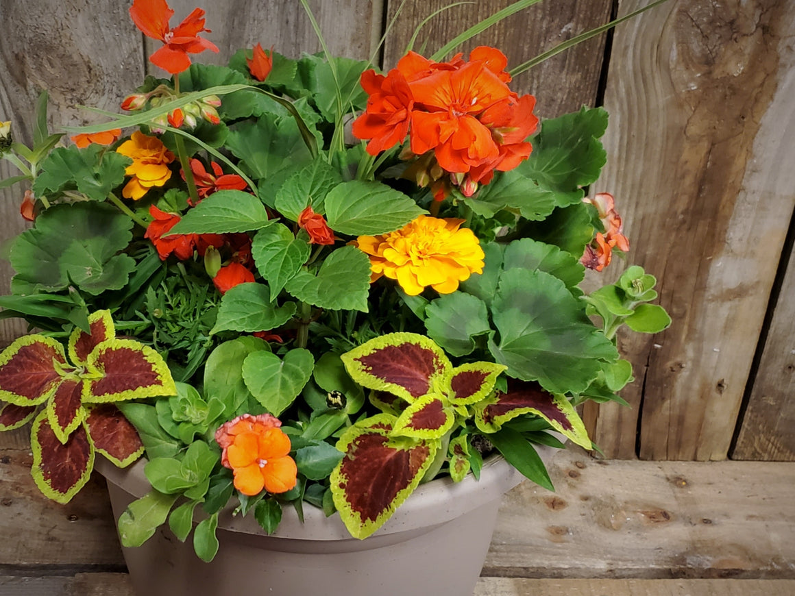 Spring Flower Patio Planter, Florist's Choice