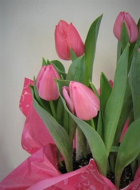 Tulips, Potted Bulb